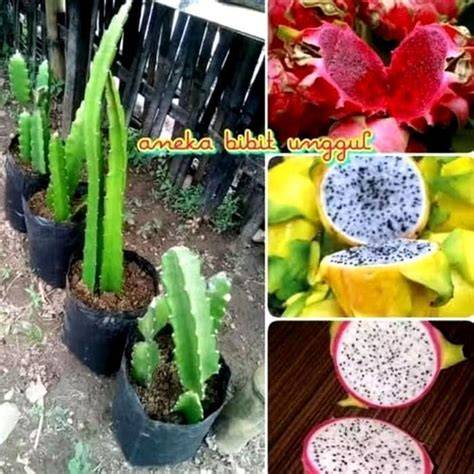 Bibit Buah Naga Kuning cepat berbuah - Shop - raincitystudios.com
