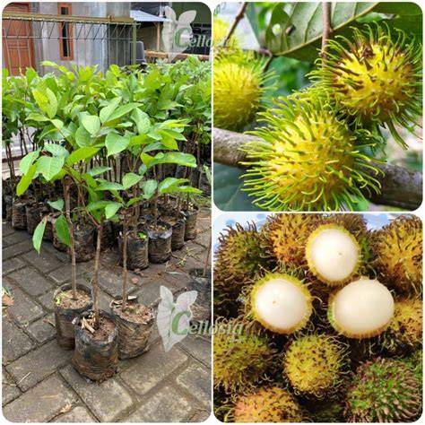 Bibit buah rambutan dan lengkeng #bibitrambutan #bibitlengkeng … - raincitystudios.com