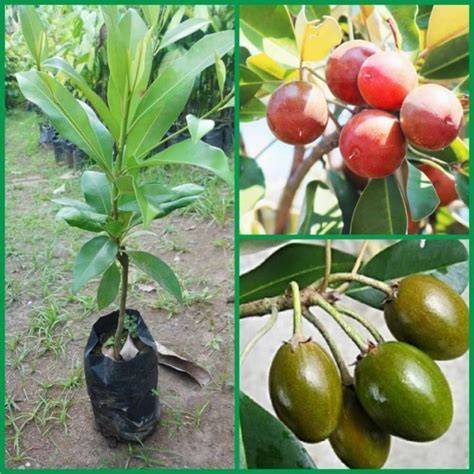 Bibit Buah Sawo Kecik - Tanaman buah langka - Super genjah - raincitystudios.com