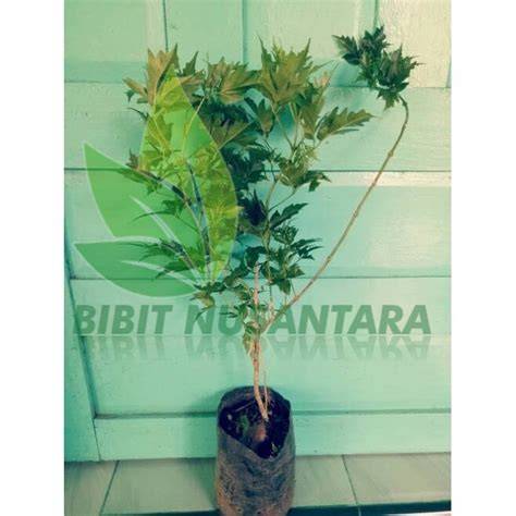 Bibit Cendana NTT asli Siap Tanam - Shopee Indonesia - raincitystudios.com