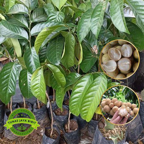 Bibit Duku Unggul - Pilihan Terbaik Untuk Kebun Anda - raincitystudios.com