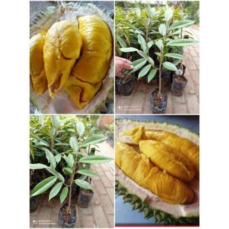 Bibit Durian Asli di Provinsi Rayong - raincitystudios.com