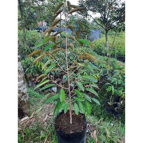Bibit Durian Super - Musang King Super - Musang King … - raincitystudios.com