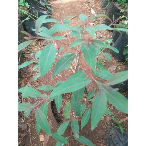 Bibit Eucalyptus - Jual Bibit Eucalyptus Terbaru Indonesia | Bibit ... - raincitystudios.com