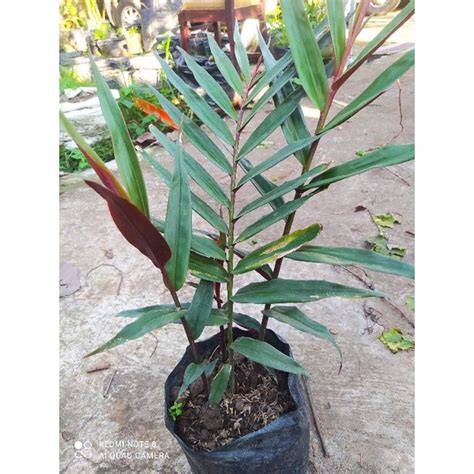 Bibit jahe wulung - Plants, Seeds & Bulbs - raincitystudios.com