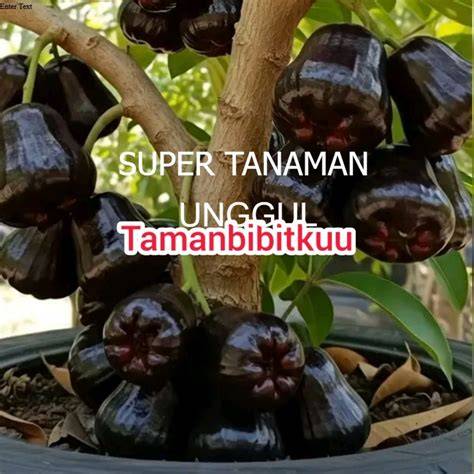 Bibit Jambu Air Black Guava Hasil Okulasi - raincitystudios.com