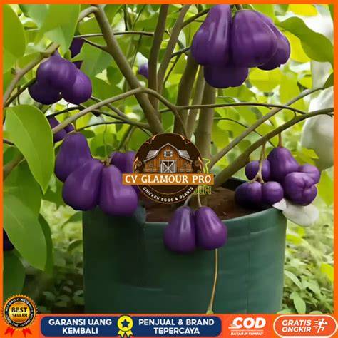 Bibit Jambu Air Citra original cepat berbuah - Shopee Indonesia - raincitystudios.com