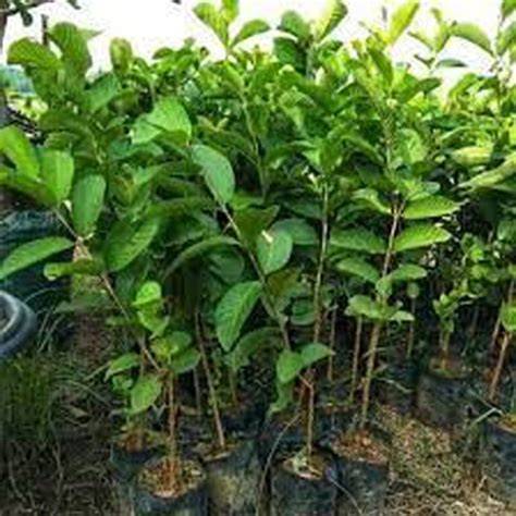 Bibit Jambu Kristal Asli - TanamanMart - raincitystudios.com
