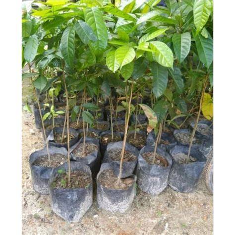 Bibit Kayu Keras - Jual Bibit Kayu Keras Terbaru Indonesia | Bibit Kayu ... - raincitystudios.com