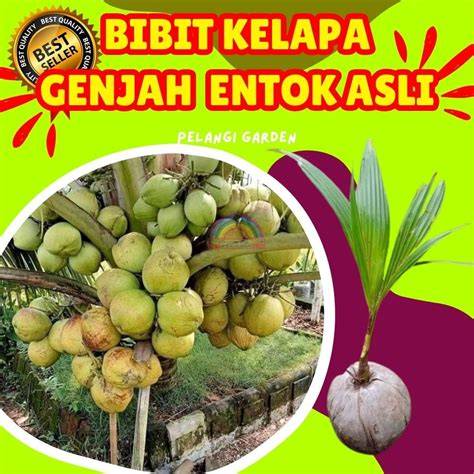 bibit kelapa genjah entok berlabel, minat langsung cuss ya ... - raincitystudios.com