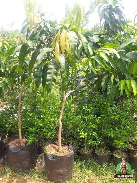 Bibit Mangga Carabao - Bibit Mangga Kiojay Super C1Lo Berbuah … - raincitystudios.com