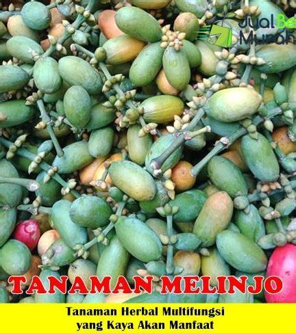 Bibit Melinjo Berbuah Lebat - Rawa Bibit - raincitystudios.com