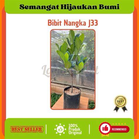 Bibit Nangka J33 - Jual Bibit Nangka J33 Terbaru Indonesia | Bibit ... - raincitystudios.com