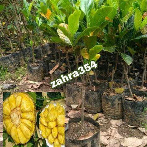 Bibit Nangka Madu Okulasi Berkualitas - raincitystudios.com