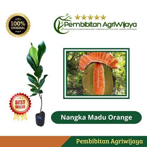 Bibit Nangka Madu Orange Super - raincitystudios.com