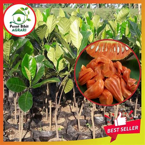 Bibit Nangka Merah Trubus - Jual Bibit Nangka Merah Trubus Terbaru ... - raincitystudios.com