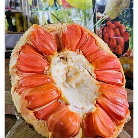 Bibit Nangka Vietnam - Jual Bibit Nangka Vietnam Terbaru Indonesia ... - raincitystudios.com