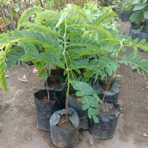 Bibit Pohon Asam Jawa - Tanaman Asem Jawa - Bibit … - raincitystudios.com