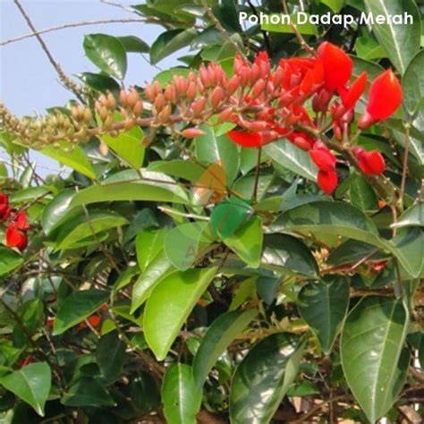 Bibit Pohon Dadap Merah - ABANA BIBIT - raincitystudios.com