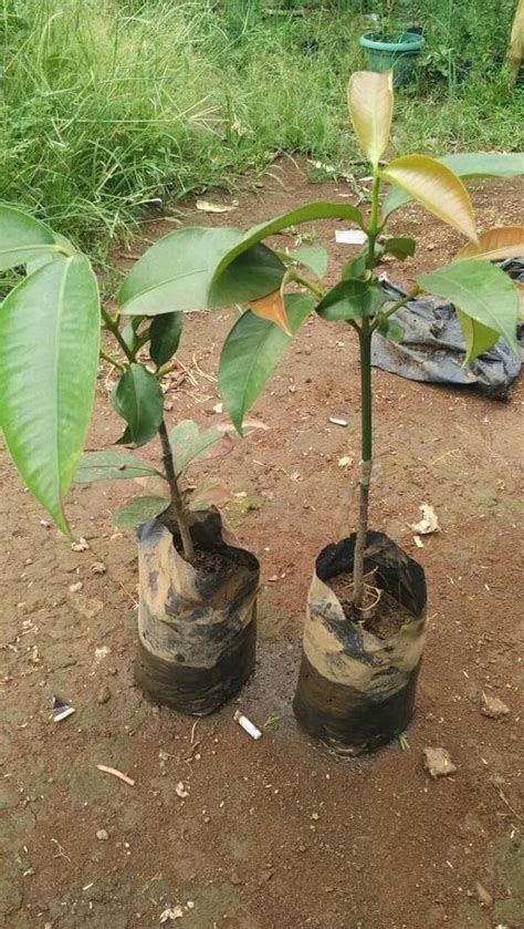 Bibit Pohon Manggis - Buah Manggis Tanaman Manggis Manis Si Ratu Buah ... - raincitystudios.com