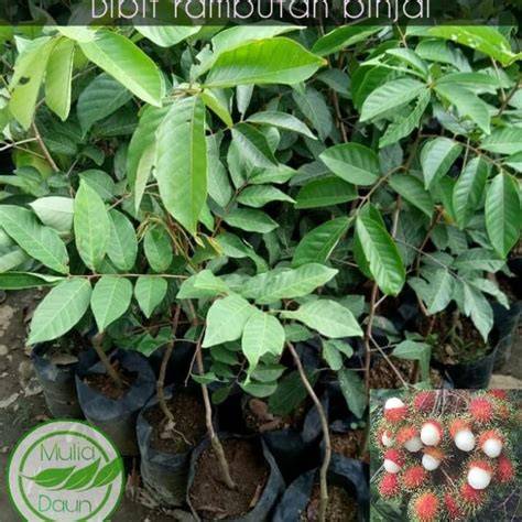 bibit pohon rambutan binjai unggul - raincitystudios.com