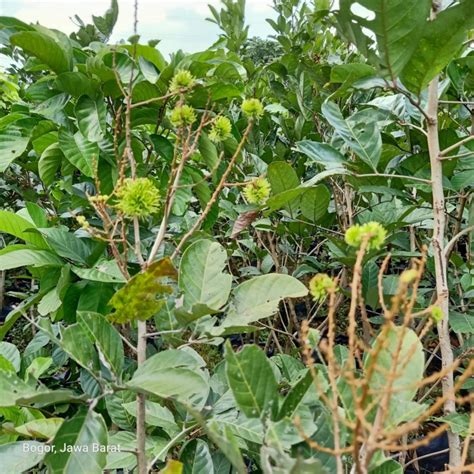 Bibit pohon rambutan Rapiah siap berbuah 130.cm - Shopee Indonesia - raincitystudios.com