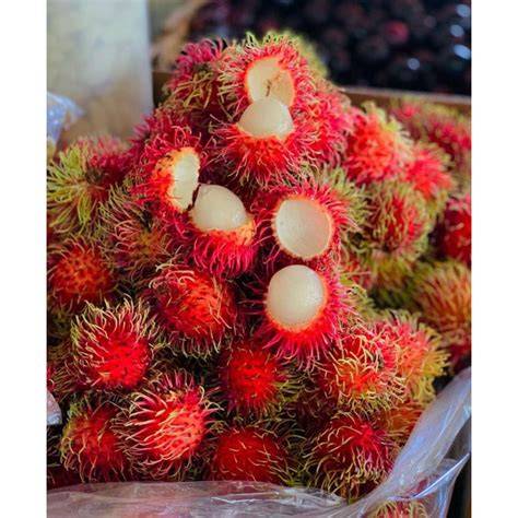 Bibit Rambutan Aceh Genjah Cepat Berbuah Manis , Cocok Dalam Pot - raincitystudios.com