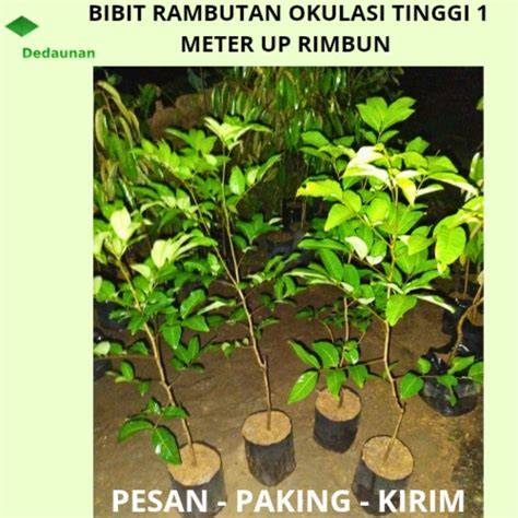 BIBIT RAMBUTAN BINJAI MANIS SEGAR TINGGI 1 METER - raincitystudios.com