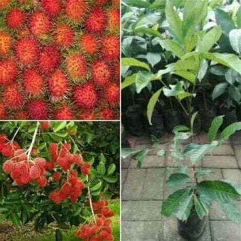 Bibit Rambutan Binjai Okulasi Cepat Berbuah - Shopee Indonesia - raincitystudios.com