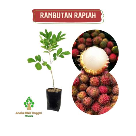 Bibit Rambutan Rapiah | jual bibit pohon rambutan rapiah asli - TanamanMart - raincitystudios.com