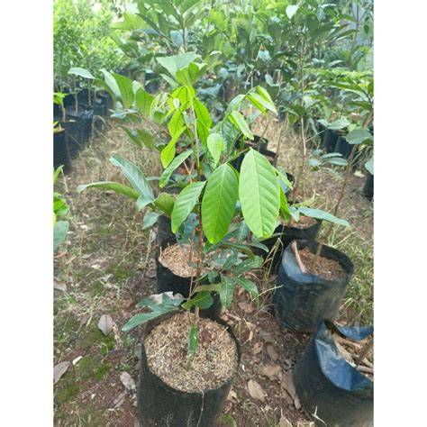 bibit rambutan rapiah okulasi cepat Berbuah - Shop - raincitystudios.com