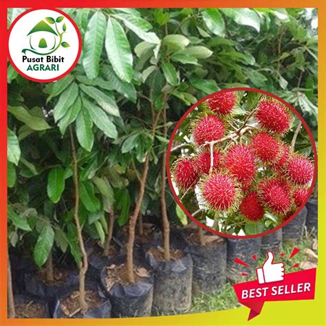 Bibit rambutan Rapiah super original - raincitystudios.com