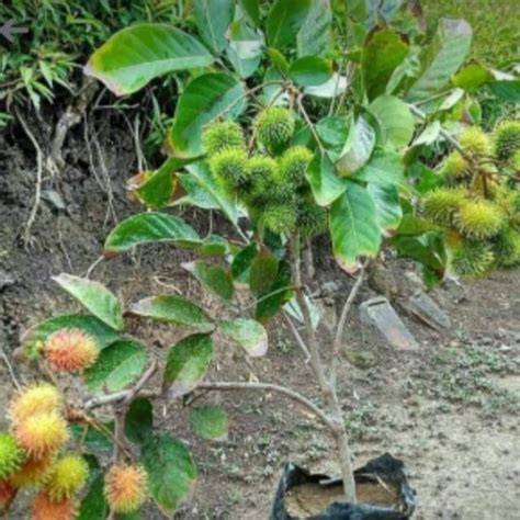 Bibit Rambutan Sudah Berbunga - Jual Bibit Rambutan Sudah … - raincitystudios.com
