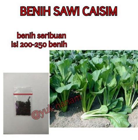 Bibit Sawi Caisim Siap tanam, tumbuh cepat, daun segar ... - raincitystudios.com