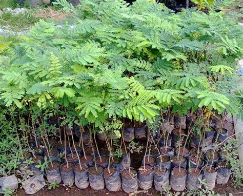 Bibit Sengon Laut - Jual Bibit Sengon Laut Terbaru Indonesia | Benih ... - raincitystudios.com