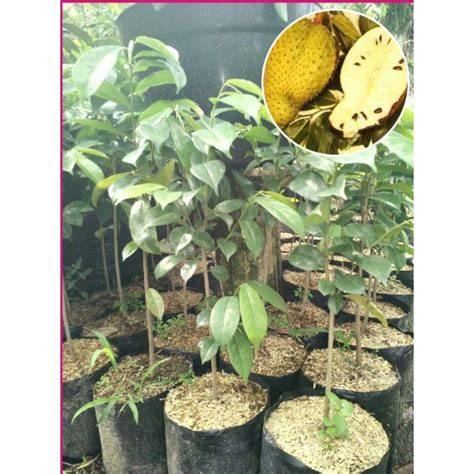 Bibit Sirsak Madu Unggul Hasil Okulasi - raincitystudios.com