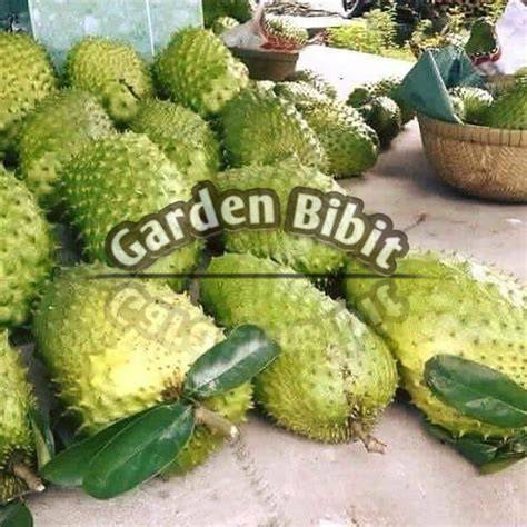 Bibit Sirsak Ratu Hasil Sambung Cepat Berbuah - raincitystudios.com