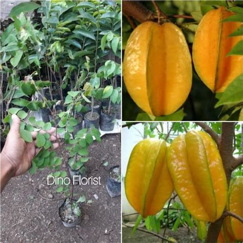 Bibit Tanaman Buah Belimbing Dewi - Belimbing Super Manis - raincitystudios.com