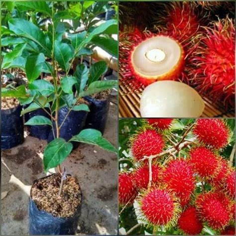 BIBIT TANAMAN BUAH RAMBUTAN BINJAI … - raincitystudios.com