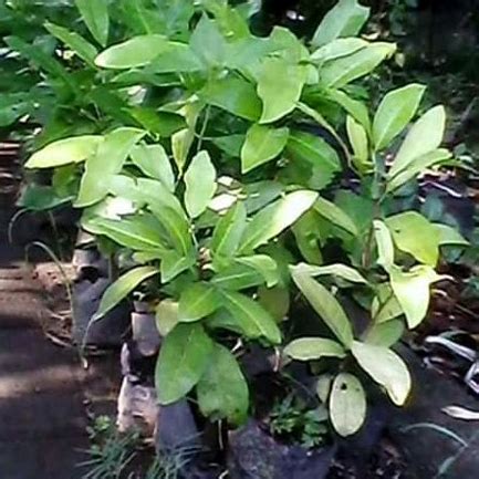 Bibit tanaman Cendana NTT asli unggul berkhualitas - raincitystudios.com