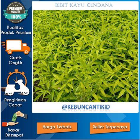 bibit tanaman cendana NTT asli unggul berkualitas - raincitystudios.com