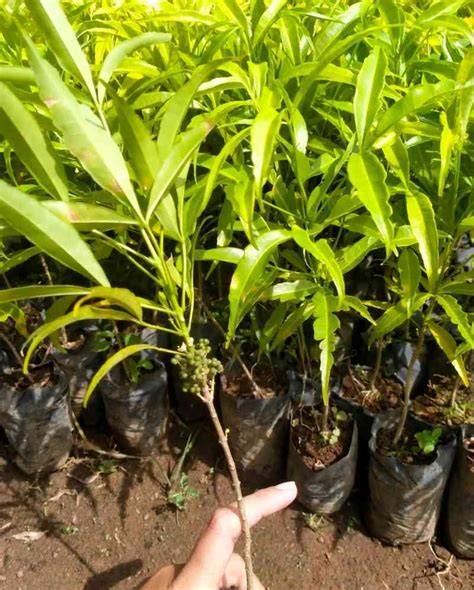 Bibit Tanaman Cendana Putih - bibit kayu cendana - cendana NTT … - raincitystudios.com