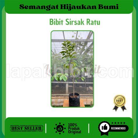 Bibit Tanaman Sirsak Ratu - Sirsak Lokal Kualitas Super - Bisa Di pot - raincitystudios.com