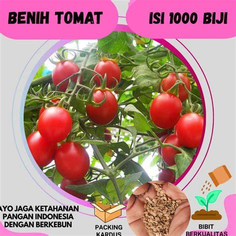 Bibit Tomat Unggul Siap tanam, tumbuh cepat, dan ... - raincitystudios.com