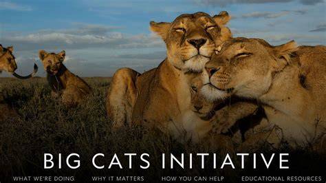 Big Cats Initiative - Great Plains Foundation - raincitystudios.com