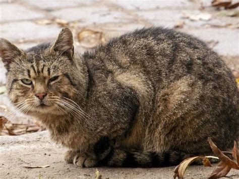 Big cats stray as Gurugram-Faridabad road cuts through animal corridor ... - raincitystudios.com