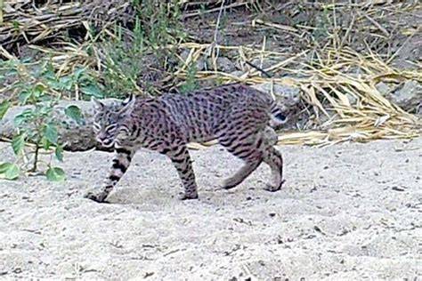 Big cats visiting restored site in San Pasqual Valley - raincitystudios.com