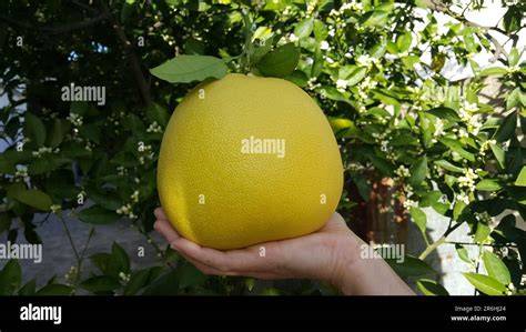 Big Citrus: Pomelo & Grapefruit - PCFMA - raincitystudios.com