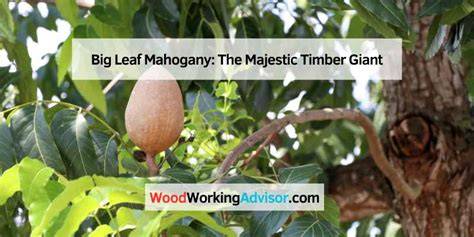 Big Leaf Mahogany: The Majestic Timber Giant - raincitystudios.com