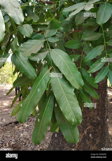 Big Leaf Mahogany (Swietenia macrophylla) - Kada's … - raincitystudios.com